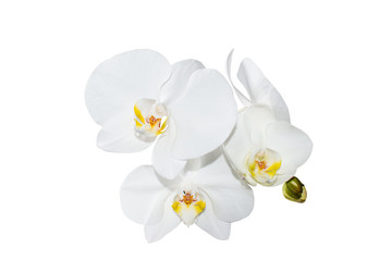White Orchid flower on white background,isolated closeup
