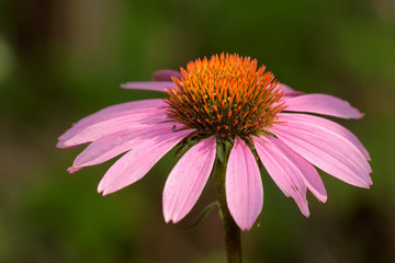 Obraz premium echinacea