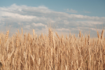 Obraz premium Golden wheat field and sunny day. Close up