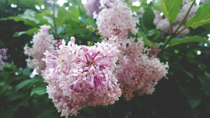 Fluffy branch of pink lilac and a lot of dark greens. Dim lights