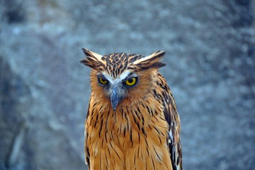 Owl