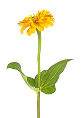 Beautiful yellow zinnia flower on white background