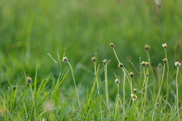green grass flower field