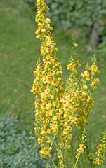 Schwarze Königskerze, Verbascum nigrum
