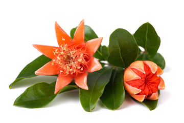 pomegranate flowers isolated