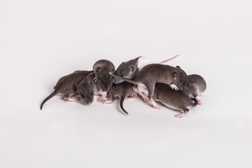 very small baby rats