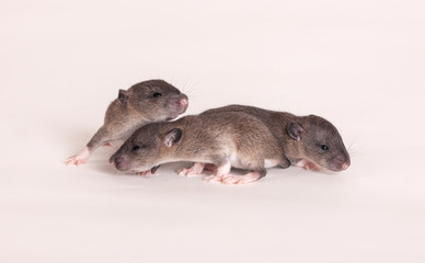 Three baby rats