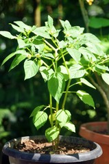 Physalis or Ground Cherry