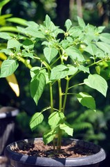 Physalis or Ground Cherry