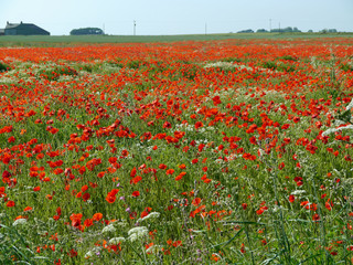 A meadow full of poppies and grasses in rural English countryside