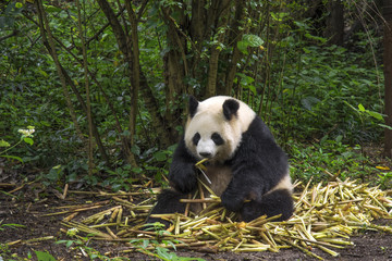 Obraz na płótnie Canvas Big panda