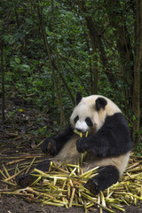 Big panda