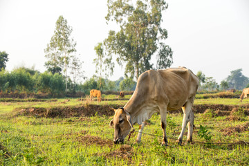 The cow is eating grass in the field.