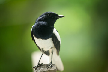 Magpie