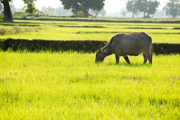 Fototapeta premium buffalo