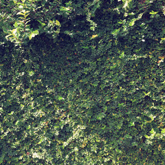 green leaf ivy vine nature wall texture background