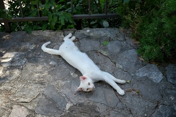 White Cat Lying