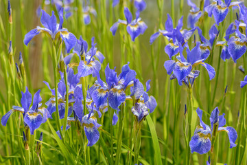 Bright blue iris flowers among the green grass