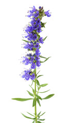 Fresh hyssop flowers © Scisetti Alfio