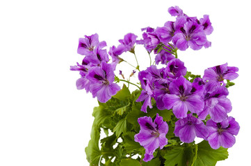 blooming geranium