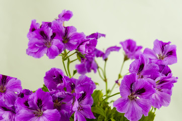 Fototapeta premium pink geranium flowers