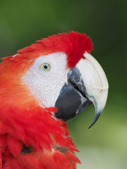 Fototapeta premium アカコンゴウインコ