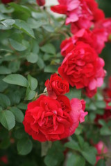 Lush red rose