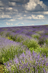 Naklejka na ściany i meble Beautiful landscape with fresh lavender field and blue sky