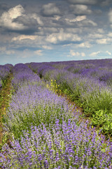 Naklejka na ściany i meble Beautiful landscape with fresh lavender field and blue sky