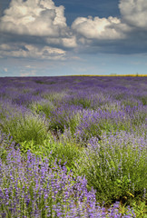 Fototapeta na wymiar Beautiful landscape with fresh lavender field and blue sky