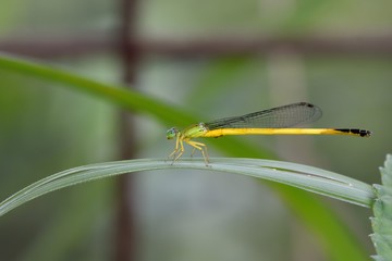 Green Sprite (Ceriagrion fallax fallax Ris)