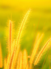 Long stems of bulrush grass in a yellow filtered light, Thailand