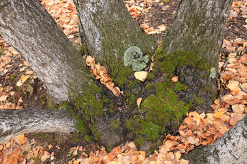 The autumn birch trees and leaves