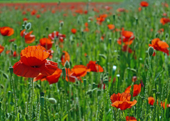 Obraz premium A meadow full of poppies and grasses in rural English countryside