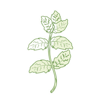 green mint plant stem outline clip art preview
