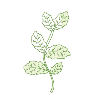 Basil clip art preview