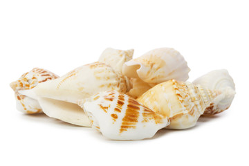 Seashell isolated on white background