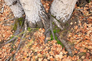 The autumn birch trees and leaves