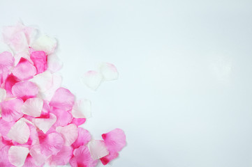 white background with pink petals