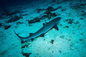 White tip shark