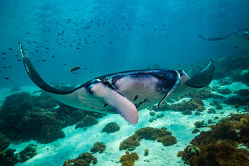 Manta ray