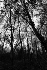 Tall and skeletal trees, dark and mysterious mood
