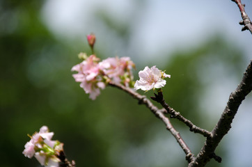 Pink sakula flower in blue sky summer day