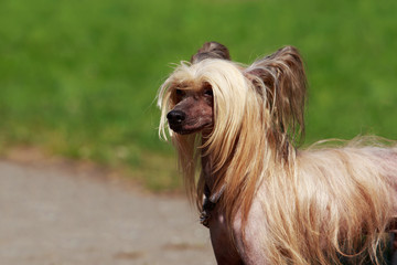 Dog breed Chinese Crested