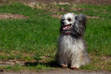 Dog breed Chinese Crested