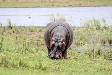 Hippopotamus amphibius