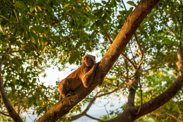 Obraz premium monkey in tropical Park of China, Hainan island