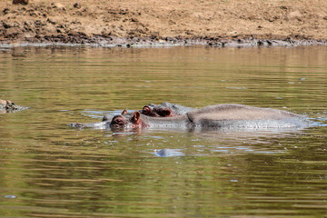 Hippopotamus amphibius