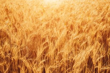 Gold Wheat Field. Beautiful Nature Sunset Landscape. Background of ripening ears of meadow wheat field.