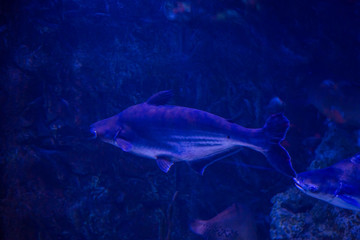Fototapeta premium Tropical fish with corals and algae in blue water. Beautiful background of the underwater world